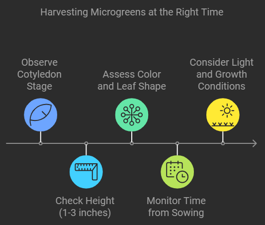  When to Harvest Microgreens: Key Indicators